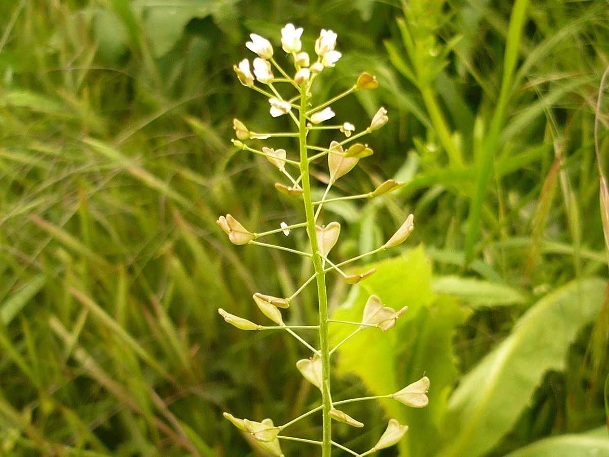 Capsella bursa-pastoris (Brassicaceae)
